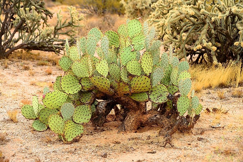 The Prickly Pear Cactus