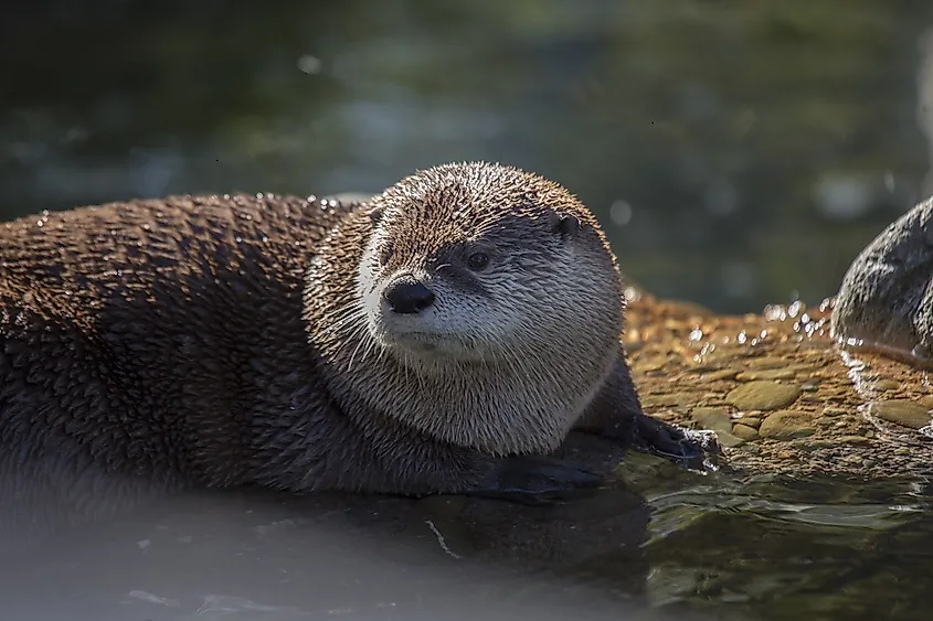 The semi-aquatic North American River otter is a proficient swimmer and catcher of fish.