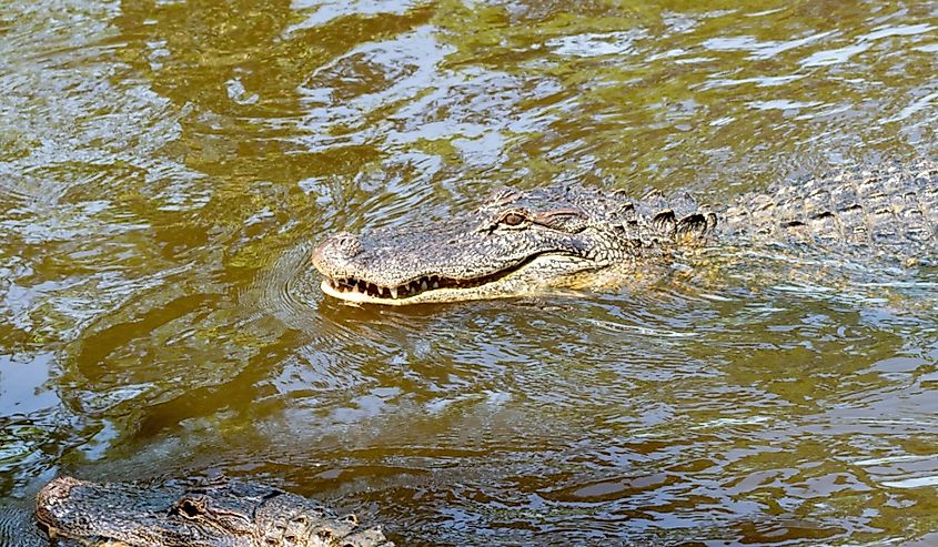 Close up of Mississippi alligators in the water.