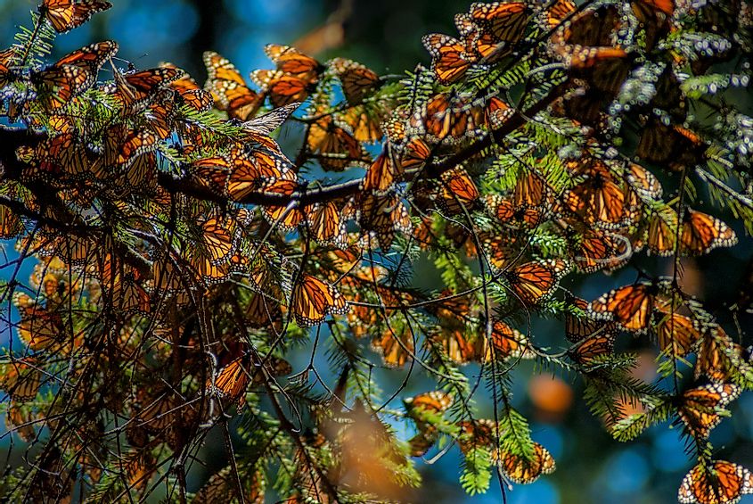 monarch butterfly in sierra madre