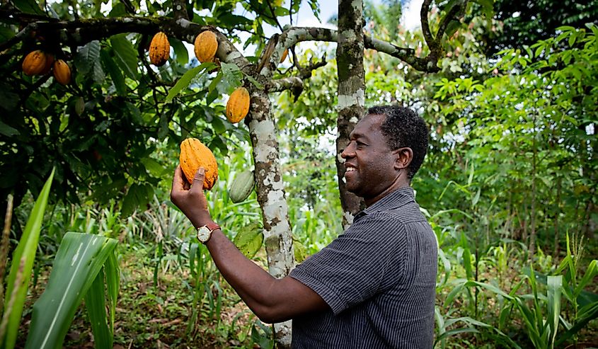 Man picks cacao bean from plantation.