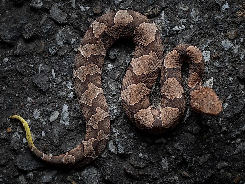 A copperhead snake.