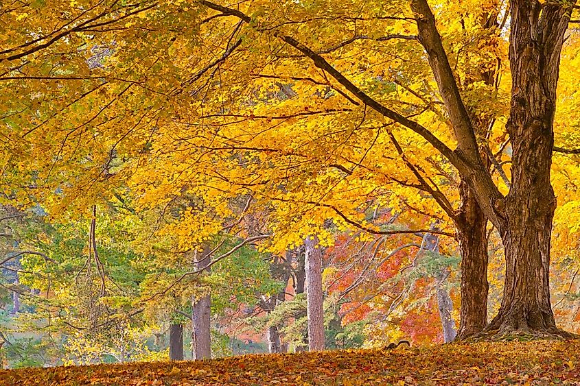 Bernheim Arboretum and Research Forest near Louisville, Kentucky.