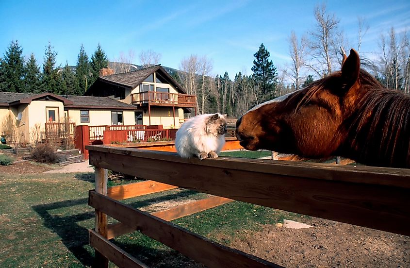 Hamilton, Montana, USA, Deer Crossing Bed & Breakfast, via Malachi Jacobs / Shutterstock.com