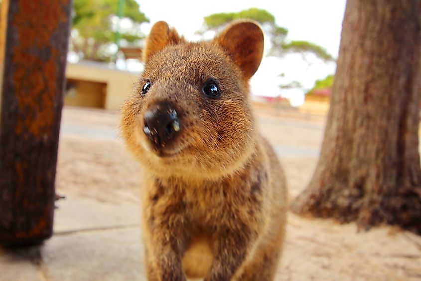 A quokka, a small marsupial found in Western Australia