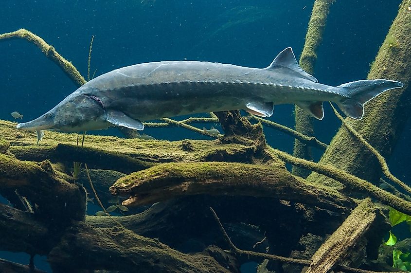 Beluga sturgeon swimming