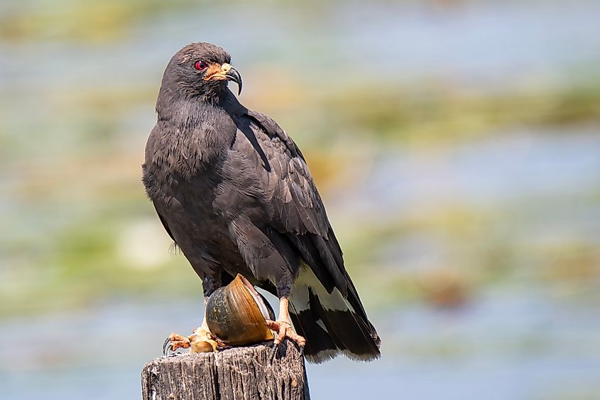 Regal Male Snail kite with an invasive Channel Apple Snail