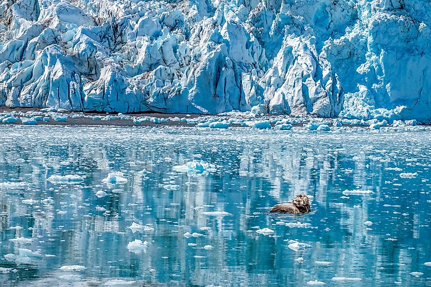 Sea otter mother and pup on the icy waters in font of the Aialik Glacier, Kenai Fjords National Park, Seward, Alaska, USA