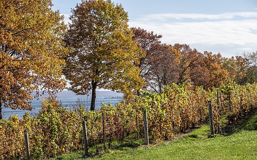Fall foilage at Finger Lakes Vineyard.