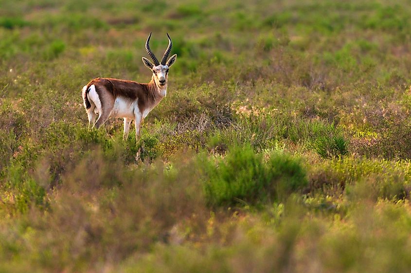 Goitered gazelle.