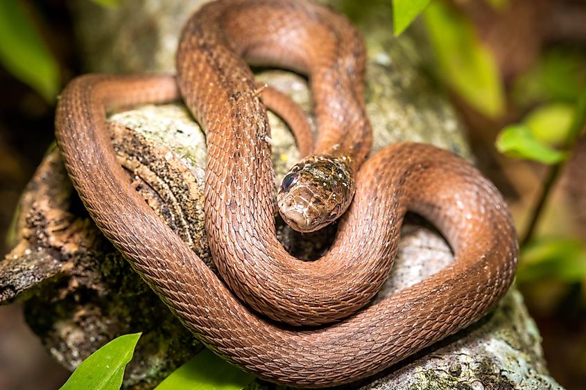 A small Dekay's Brownsnake.