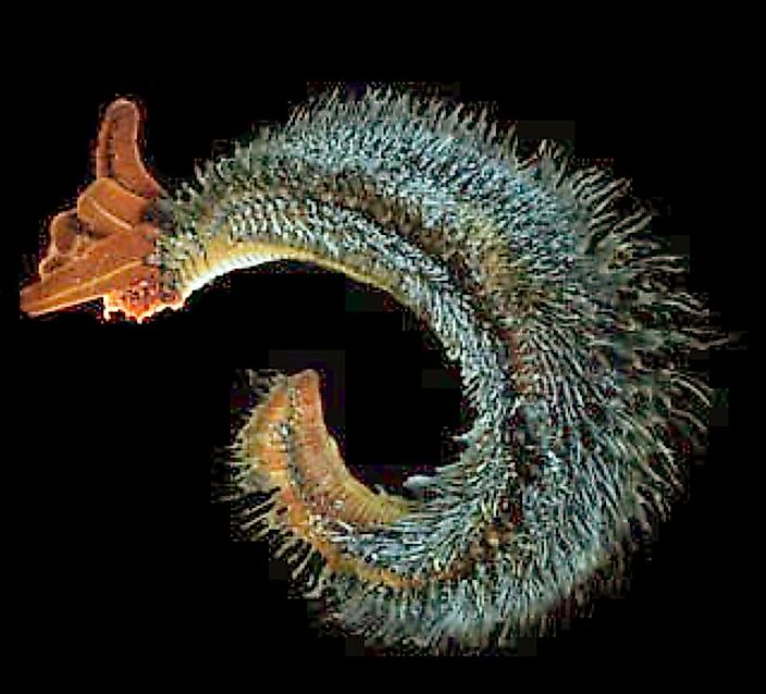 Alvinella pompejana or Pompeii worm