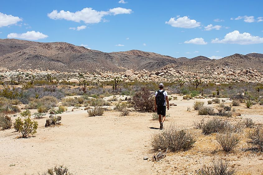 A man with backpack walks between dry bushes and Joshua Trees on Arch Rock trail in Joshua Tree National Park, California.