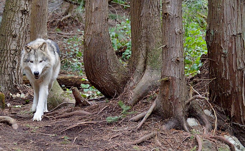Wolf Walking Through the Cedars, FIdalgo Island, Washington