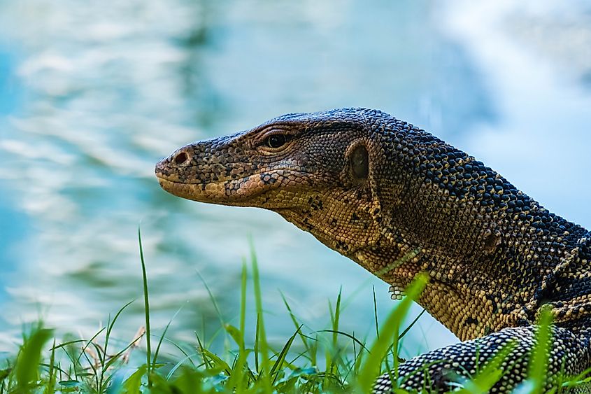 Lumpini Park