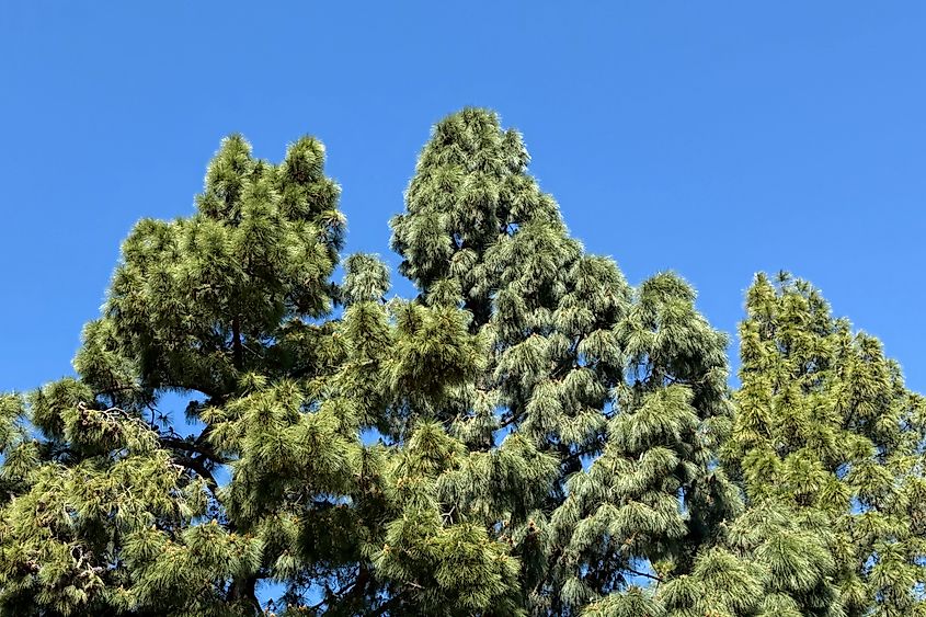 Tall Monterey Pine trees under blue sky