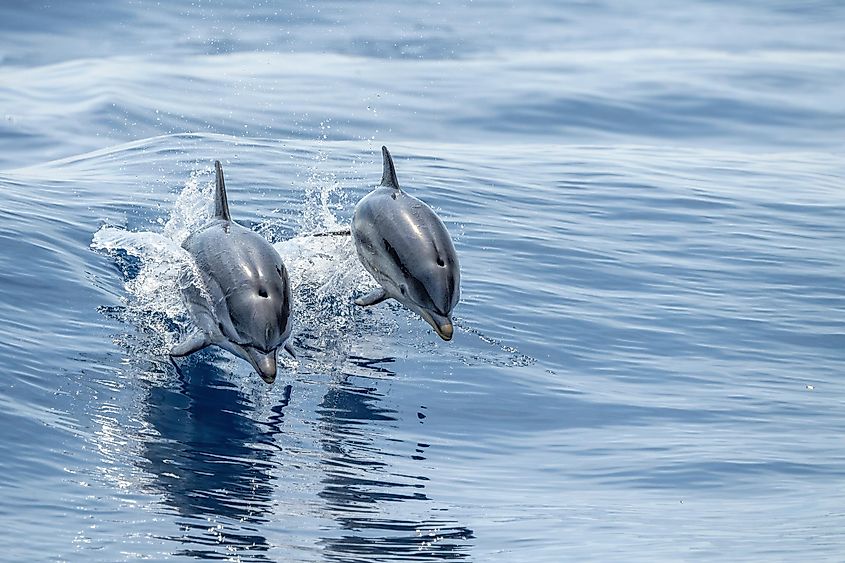 Striped dolphins swimming the Gulf of Genoa.