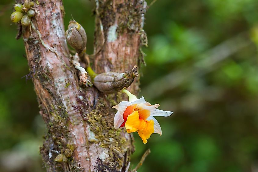 Orchids show a symbiotic relationship with trees in which they get their nutrition from them.