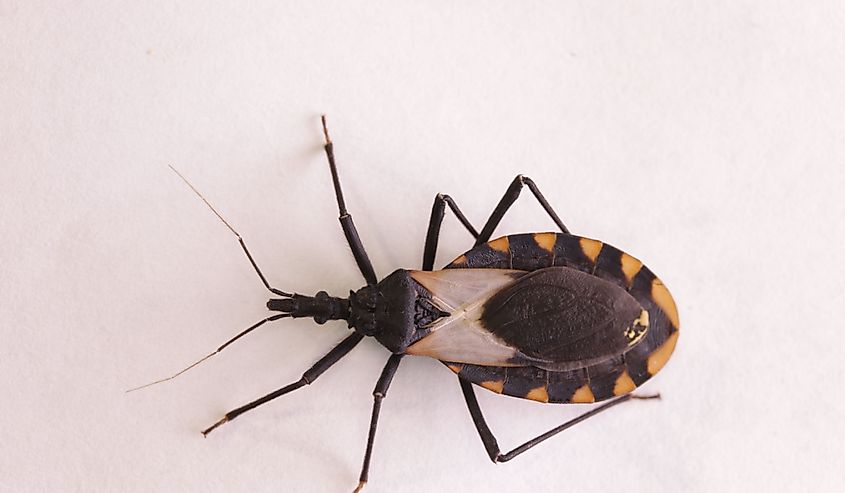 Top-view of the Kissing Bug