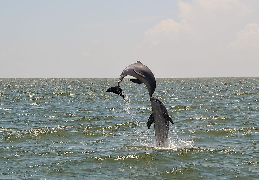 Dauphin Island