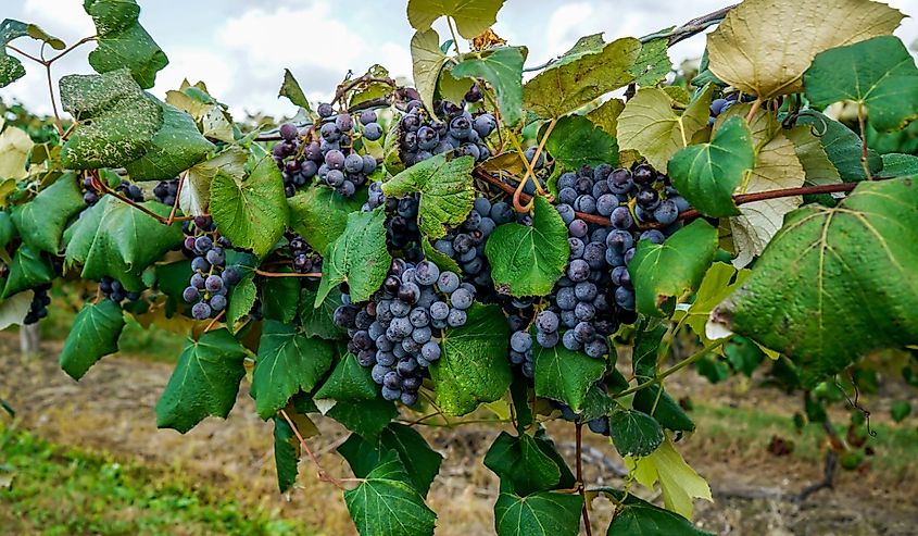 Concord grapes on the vine.