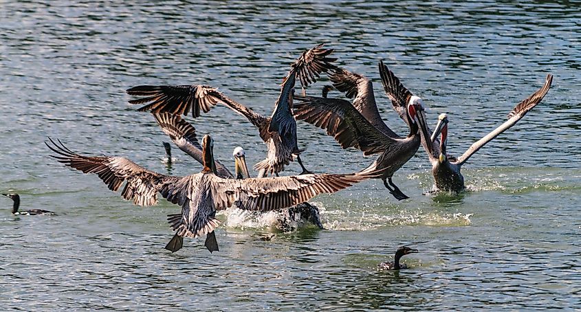 Pelicans in the Moss Landing State Wildlife Area in California.