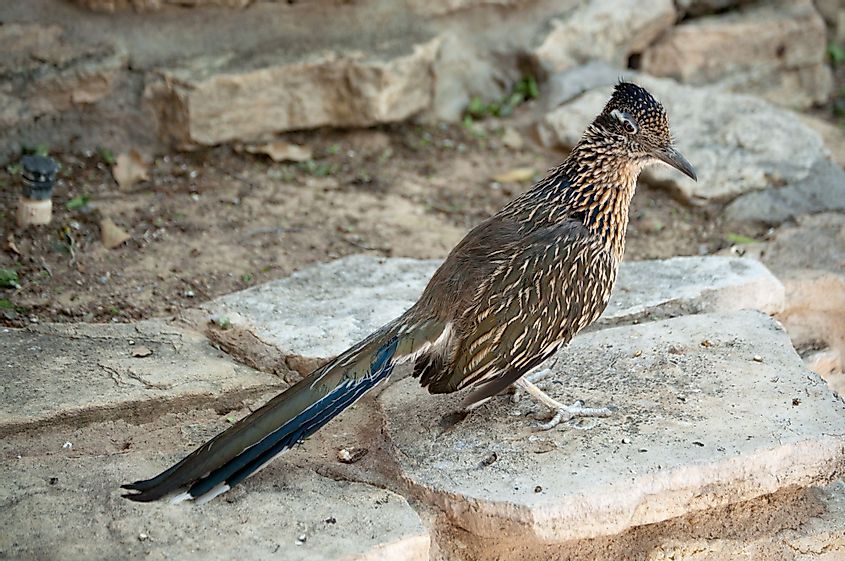 A roadrunner at the Living Desert Zoo and Gardens State Park