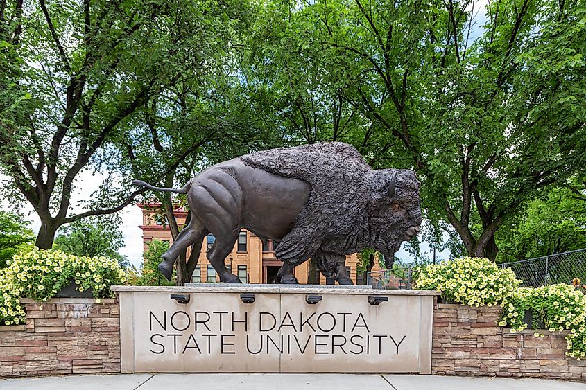 Bison Statue on the campus of the North Dakota State University.