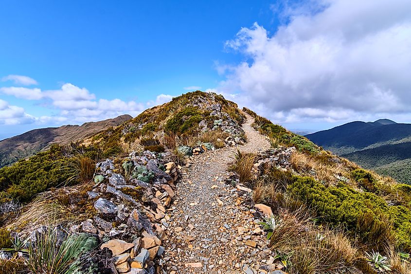 Paparoa track