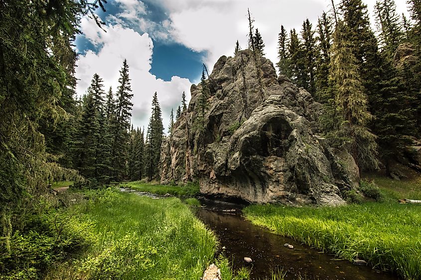 The Jemez Mountains salamander makes its habitat in mixed-conifer forests, like those found in New Mexico's Jemez Mountains.
