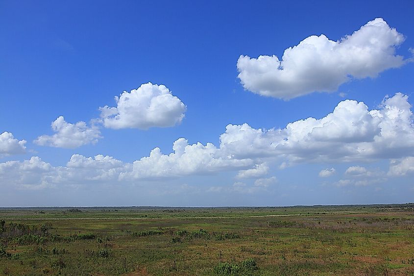 Looking north from Paynes Prairie observation tower.