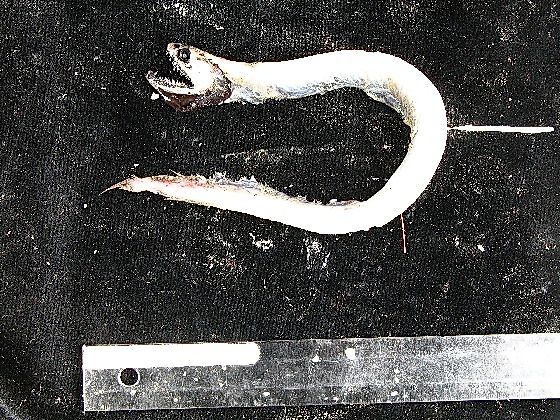 A dead specimen of Tactostoma macropus. 