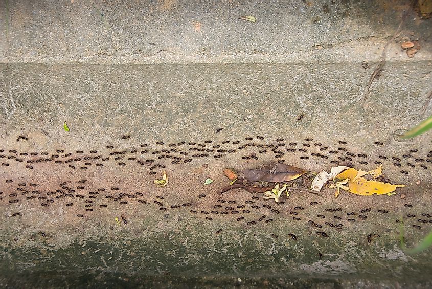  Once they discover the food they deem acceptable, these worker ants return to the nest and leave a trail of chemicals behind. 
