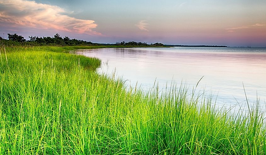 The marshy shores of the Cape Fear River. Fort Fisher Air Force Recreation Area, North Carolina.