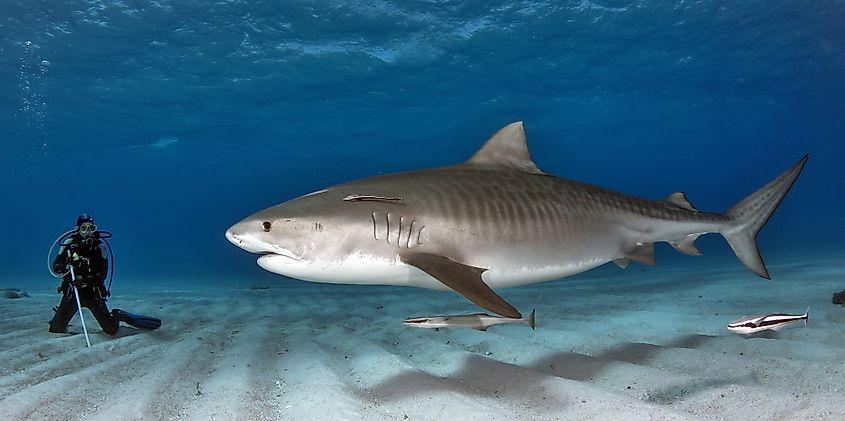 tiger shark