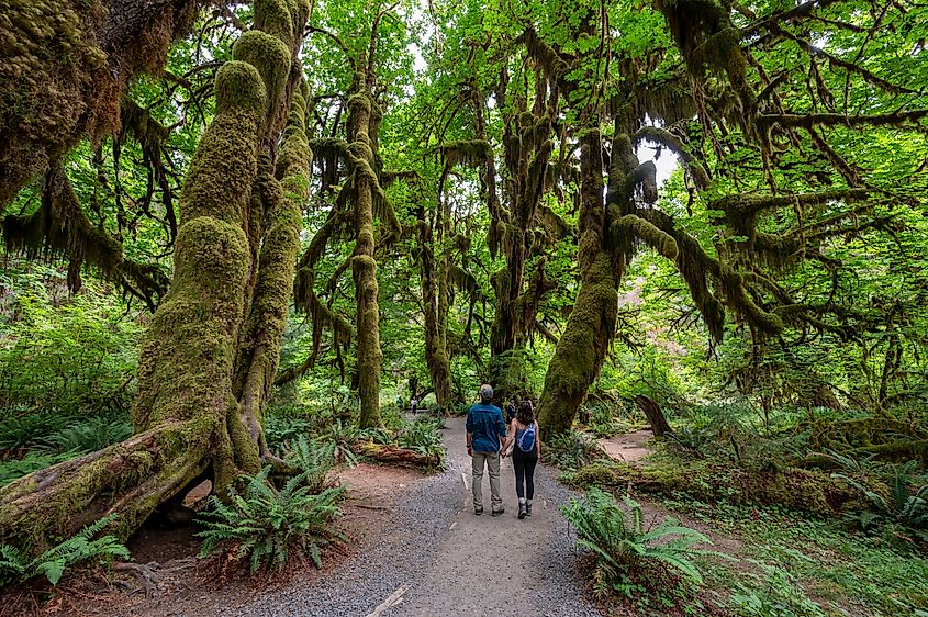 People hiking the Hall of Mosses Trail in the Hoh National Rainforest in summer