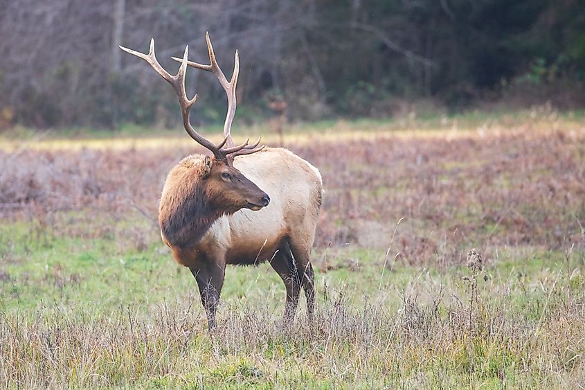 A majestic Roosevelt elk bull standing in a grassy meadow at Prairie Creek Redwoods State Park, California (Credit: Michael Lee / Shutterstock)