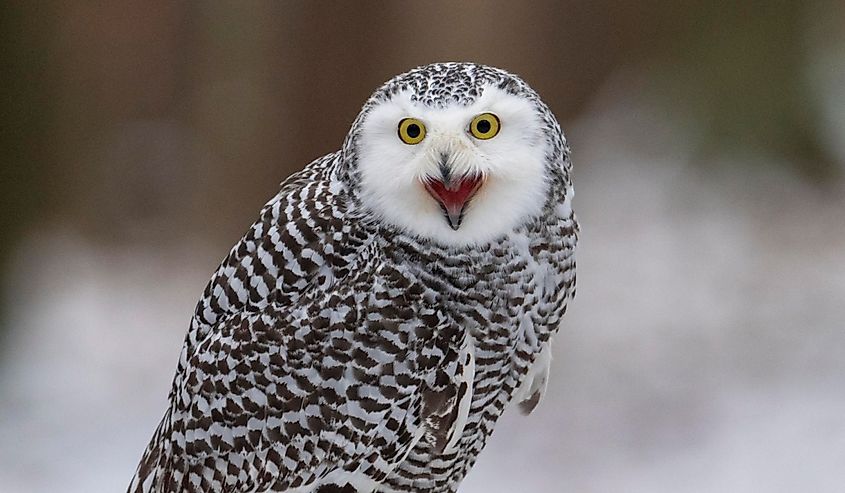 An adult snowy owl calling out.
