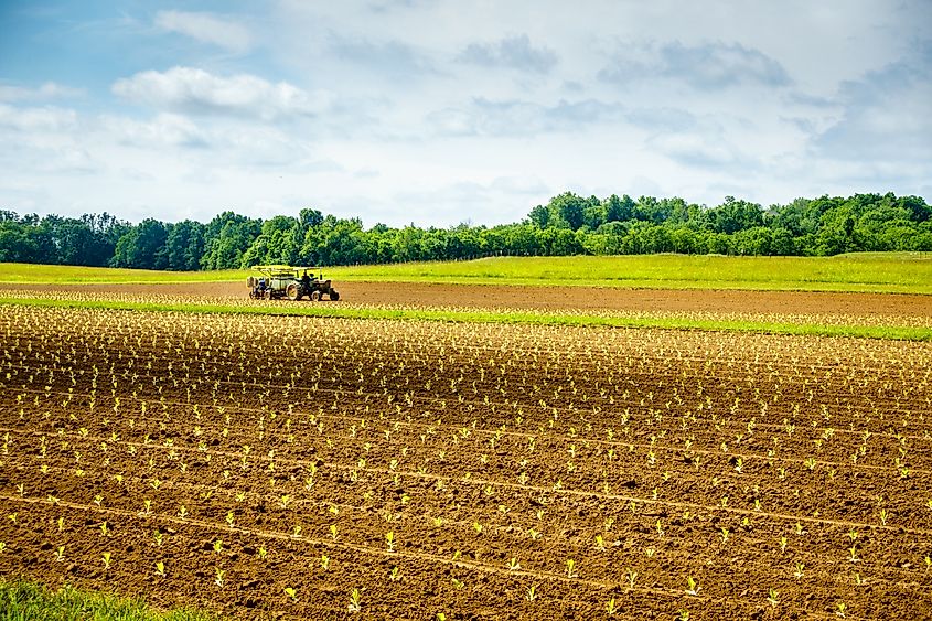 Freshly planted tobacco sprouts in the field in Central Kentucky