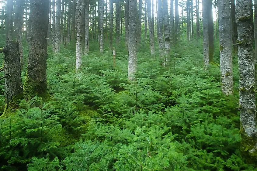 Typical mixed forest in Western Sakhalin Mountains. Predominance of Koyama spruce (Picea koraiensis) with aspen. Abundance of spruce undergrowth as evidence of good renewal of stands. Sakhalin Island. Via Shutterstock / Maximillian cabinet