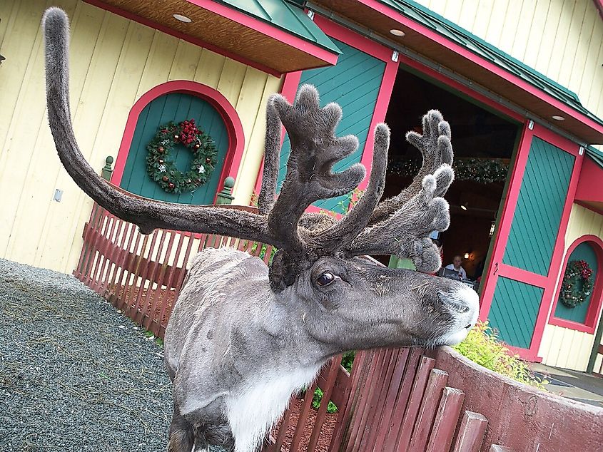Reindeer Rendezvous Santa's Village Jefferson New Hampshire
