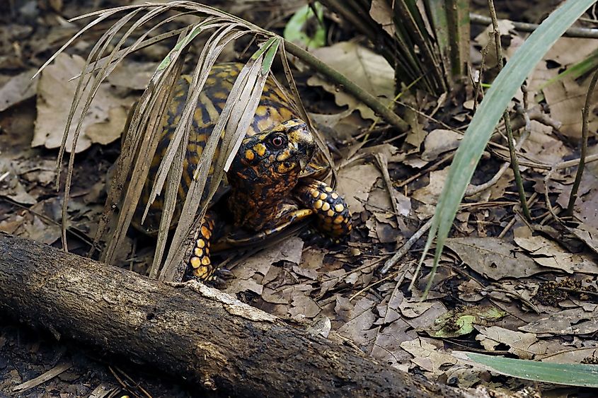 Box Turtle in Angus Gholson Nature Park, Florida