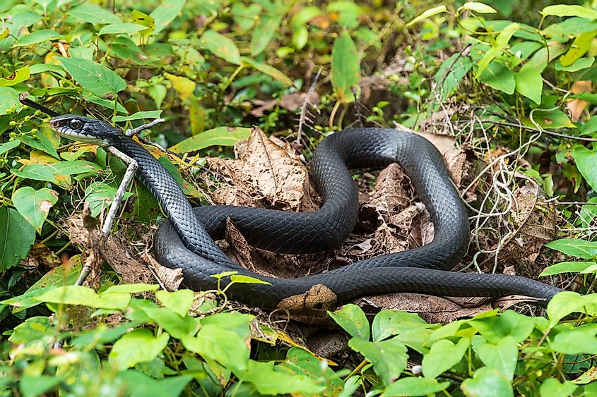 Southern black racer snake (Coluber constrictor priapus) lying on a bush.
