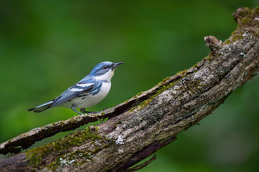 Cerulean Warbler