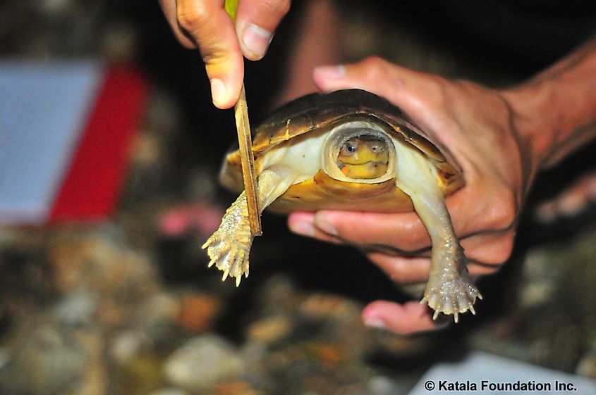 Palawan forest turtle