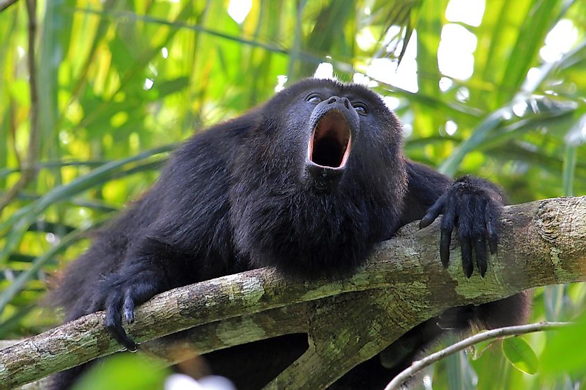 Guatemalan Howler Monkey, alouatta pigra or caraya, sitting on a tree in Belize jungle a