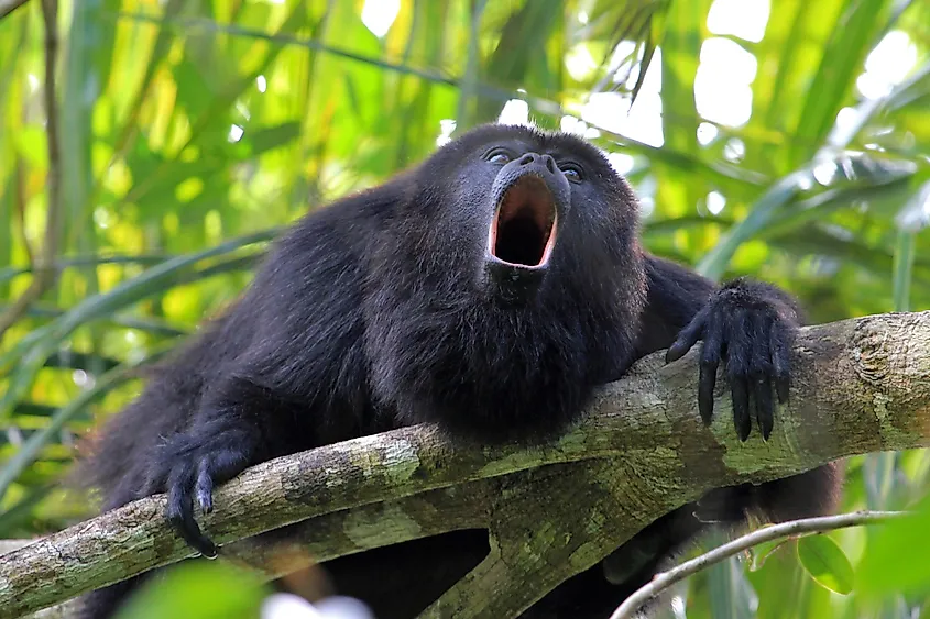 Guatemalan Howler Monkey, alouatta pigra or caraya, sitting on a tree in Belize jungle a