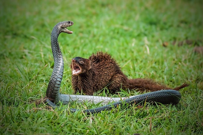 Javan Mongoose or Small asian mongoose (Herpestes javanicus) fighting with Javanese cobra on the green grass