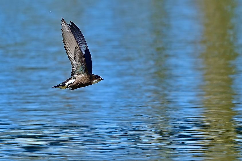 white-throated needletail