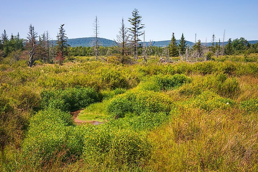 A scene from the Canaan Valley Wildlife Refuge.